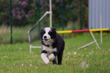 Border Collie Puppy Runs in the Agility Park During Springtime. Little Black and White Dog Enjoys Freedom.