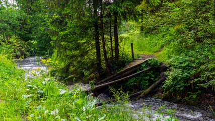 Fototapeta premium stream in the forest
