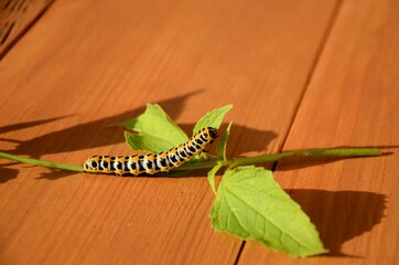Black Swallowtail caterpillar on a branch on wooden background. Black and yellow worm.