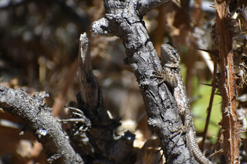 Coastal range fence lizard basking in camouflage on sticks and trunks with dead leaves in the background