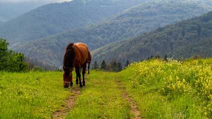 horse in the mountains