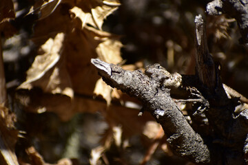 Coastal range fence lizard basking in camouflage on sticks and trunks with dead leaves in the background