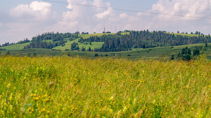Fototapeta premium landscape with green field