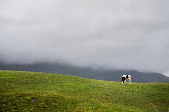 One black and white color cow on green sloped field in fore ground. Mountain covered with low cloud in background. Nobody. Simple agriculture background. Copy space.