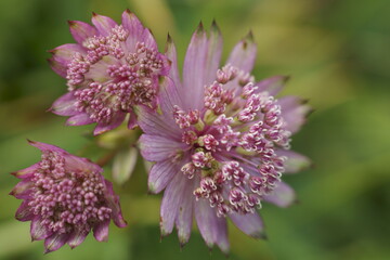 Background with great masterwort flowers, Astrantia major