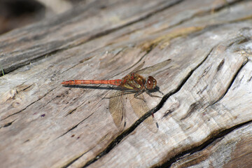 Red, common darter dragonfly perched on a log, basking in the bright summer sunlight.
