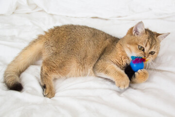 Fototapeta na wymiar Beautiful cat of breed British golden chinchilla.