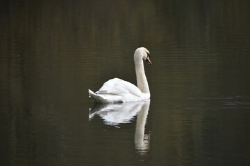 mute swan on a lake