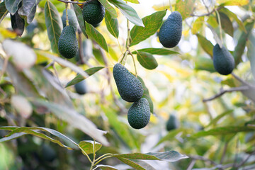 Green fruits of avocado on the tree with leafs