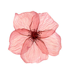 Red delicate, transparent poppy flowers with veins, watercolor on a white background. For wedding designs and postcards.