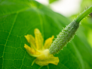 Selective focus on a small young prickly cucumber with a yellow flower. Growing gherkins in a home greenhouse. Organic and healthy vegetables. Copy space.