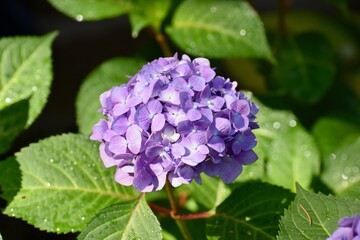 Purple Flower 