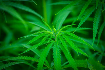 Cannabis research, Cultivation of marijuana Cannabis sativa, flowering cannabis plant as a legal medicinal drug, herb. Organic cannabis leaf CBD
