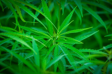 Naklejka na ściany i meble Cannabis research, Cultivation of marijuana Cannabis sativa, flowering cannabis plant as a legal medicinal drug, herb. Ecological and biological hemp plant