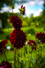 Arabian Night - wonderful purple flowers.