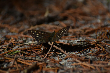 Speckled wood butterfly landed on dry pine needles on the forest floor