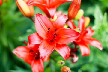 Obraz na płótnie Canvas a beautiful red lily photographed close up 