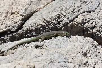 Lilford's wall lizard on Dragonera Island, Mallorca, Spain. Basking and hunting, investigating camera.