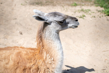 The head of a Lama lying on the sand.
