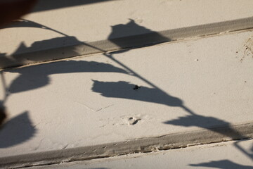 Plant Shadows