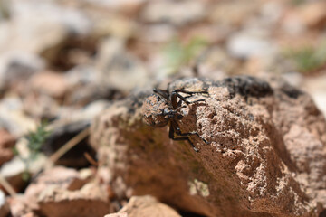 Brown camouflaged beetle on a rock