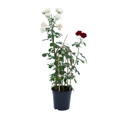 Garden rose in pot isolated
