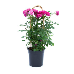 Rose floribunda mix on a support in the pot isolated