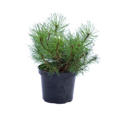 Mountain pine mugus in the pot isolated