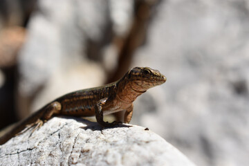 Lilford's wall lizard on Dragonera Island, Mallorca, Spain. Basking and hunting, investigating camera.