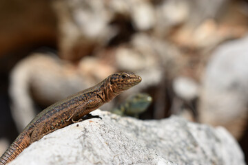 Lilford's wall lizard on Dragonera Island, Mallorca, Spain. Basking and hunting, investigating camera.