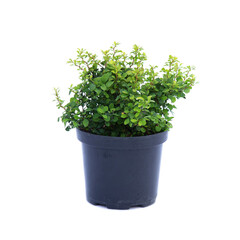 Thunberga barberry teeny gold in pot isolated