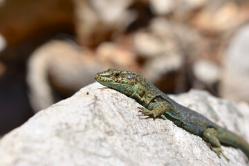 Lilford's wall lizard on Dragonera Island, Mallorca, Spain. Basking and hunting, investigating camera.