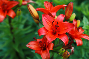 Fototapeta premium a beautiful red lily photographed close up 