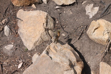 Chipmunk in Motion
