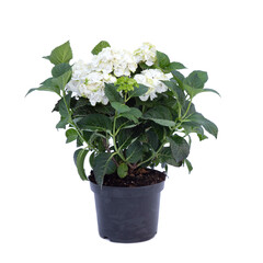 White hydrangea in flowerpot on a white background
