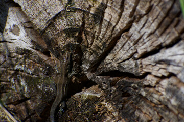 UK Common Lizard basking and hunting in the summer sunlight