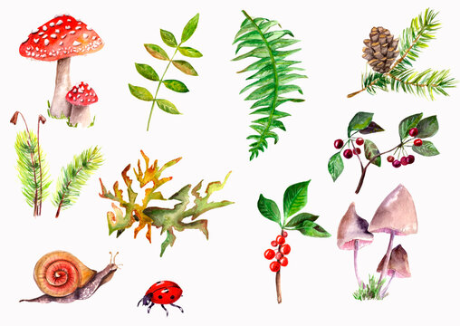 Watercolor forest set with mushrooms barries leaves snaile