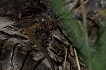 UK Common Lizard basking and hunting in the summer sunlight