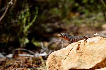 Lilford's wall lizard on Dragonera Island, Mallorca, Spain. Basking and hunting, investigating camera.