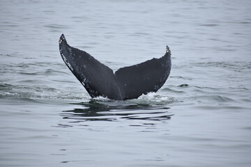 Fototapeta premium humpback whale tail