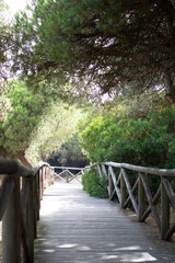 Obraz premium A wooden pathway among the trees in a forest of Huelva