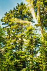 Obraz premium hiking in forest with sunlight