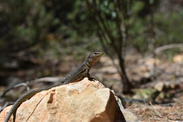 Lilford's wall lizard on Dragonera Island, Mallorca, Spain. Basking and hunting, investigating camera.