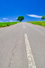 セブンスターの木