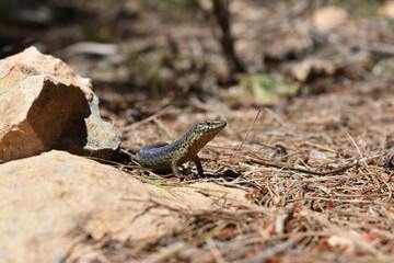 Lilford's wall lizard on Dragonera Island, Mallorca, Spain. Basking and hunting, investigating camera.