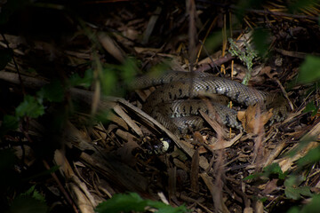 UK Grass snake basking on a pile of sticks