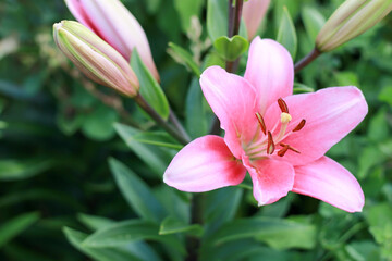 a beautiful pink lily with a small wasp in bloom photographed close up