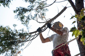 giardinieri che tagliano un albero con la sega elettrica - obrazy, fototapety, plakaty