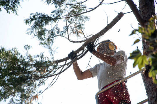 giardinieri che tagliano un albero con la sega elettrica