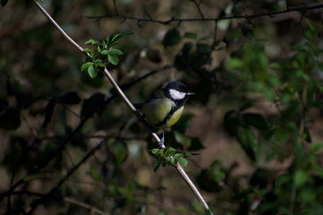 Great tit, uk bird, curiously perching on a branch in the summer sunlight